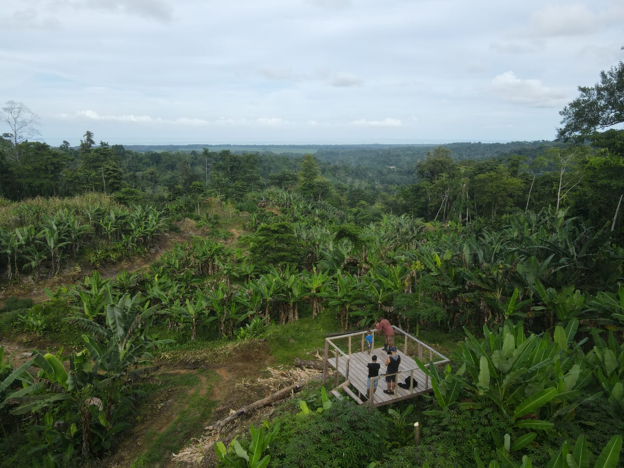 rural bananito